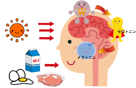 日光や食事（トリプトファン）からセロトニン・メラトニンが作られる仕組みのイラスト